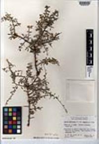 Lycium andersonii var. wrightii image