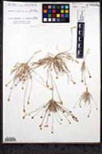 Plantago ovata image