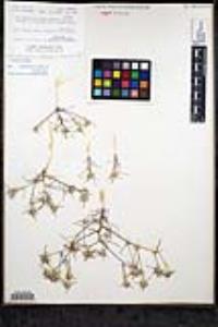 Eriastrum diffusum subsp. diffusum image
