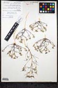 Eriastrum diffusum subsp. diffusum image