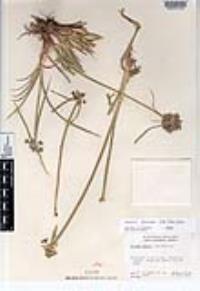 Cyperus dioicus image