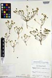Eremocarya micrantha image
