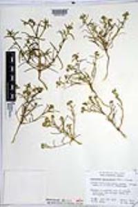 Johnstonella angustifolia image