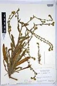 Amsinckia intermedia image