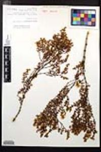 Larrea tridentata image