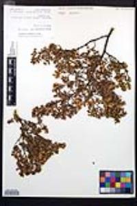 Larrea tridentata image