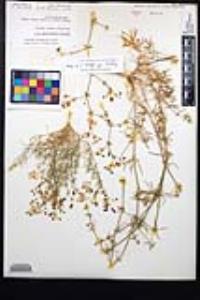 Fagonia densa image