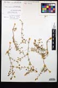 Fagonia densa image