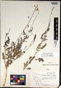 Lyrocarpa coulteri image