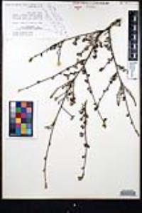 Ceanothus tomentosus image