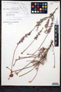 Eriogonum fasciculatum var. polifolium image