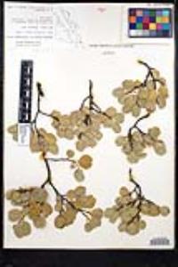 Rhamnus ilicifolia image