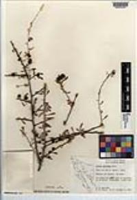 Lycium pallidum image