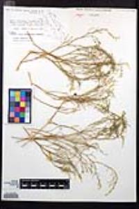 Fagonia laevis image