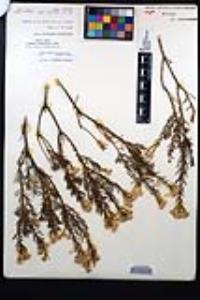 Ericameria brachylepis image