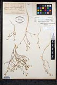 Eriastrum sapphirinum subsp. sapphirinum image