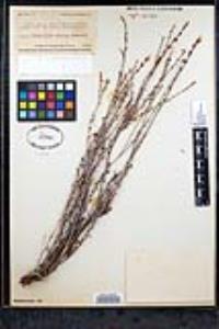 Eriogonum wrightii image