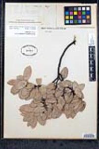 Arctostaphylos pringlei image