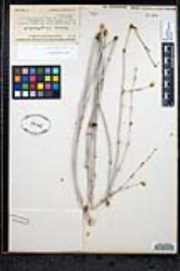 Eriogonum elongatum image