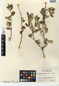 Mandevilla hesperia image