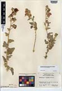 Sphaeralcea hainesii image