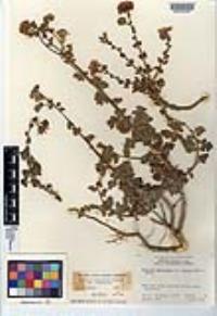 Perityle crassifolia var. crassifolia image
