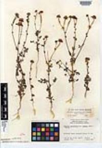 Perityle crassifolia var. robusta image