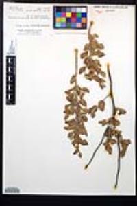 Viscainoa geniculata image