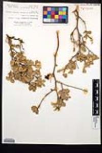Viscainoa geniculata image