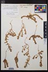 Epilobium campestre image