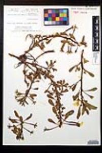 Ludwigia peploides subsp. peploides image