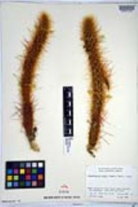 Bergerocactus emoryi image
