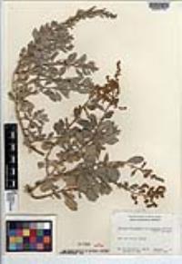 Atriplex barclayana subsp. barclayana image