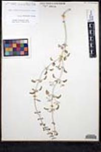 Salvia cedrosensis image
