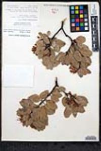 Arctostaphylos glauca image