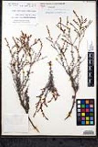 Eriogonum wrightii var. dentatum image
