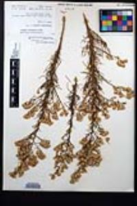 Ericameria palmeri image