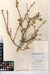 Sphaeralcea fulva image