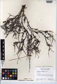 Eriogonum wrightii var. taxifolium image