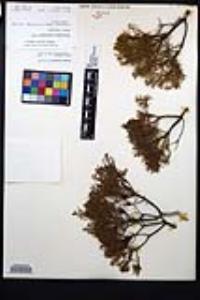 Ericameria brachylepis image
