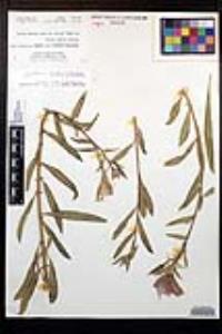 Oenothera elata image