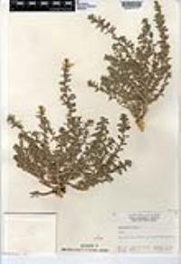 Amaranthus albus image