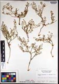 Lepidium lasiocarpum image