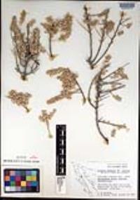 Atriplex linearis image