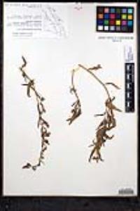 Teucrium glandulosum image