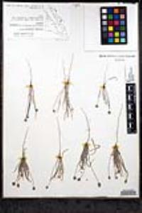 Plantago ovata image