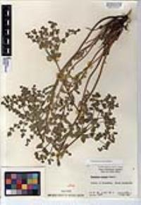 Euphorbia lurida image