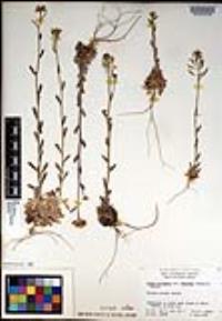 Draba corrugata image