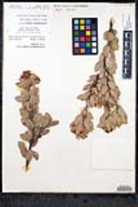Arctostaphylos pringlei image