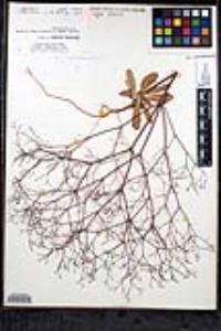 Eriogonum parishii image